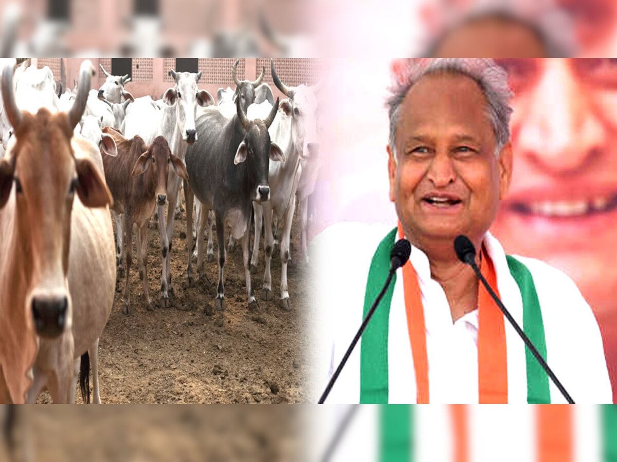 गायों के हित में CM अशोक गहलोत ने लिया बड़ा फैसला, हर तरफ हो रही तारीफ