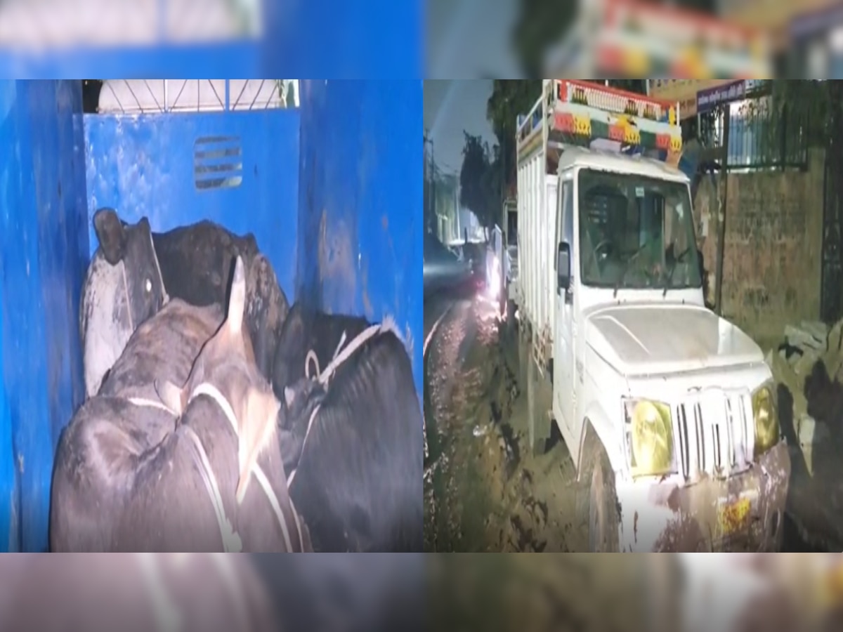Gurugram crime: तस्करों ने गो रक्षकों पर किया पथराव, बचकर भागने के लिए चलती गाड़ी से जिंदा गायों को फेंका
