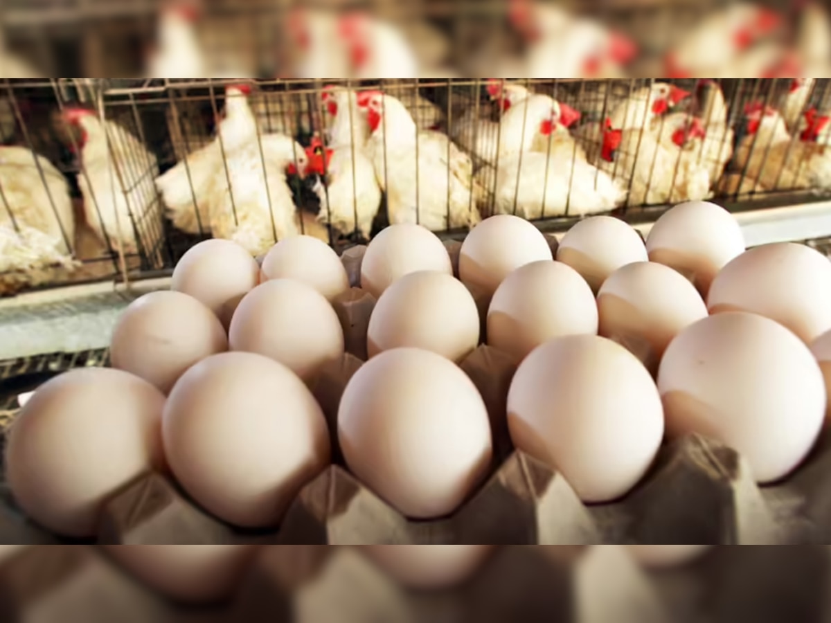 दुनिया में पहले मुर्गी आई या अंडा? सबूत के साथ मिल गया सही जवाब, क्या आपको था पता