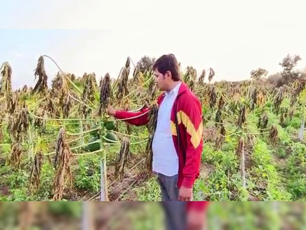 Video: राजस्थान में कड़ाके की ठंड पपीता के बागनों को कर रही नष्ट, ठिठुर कर टूट रहीं किसानों की उम्मीदें, डूब रही लाखों की पूंजी