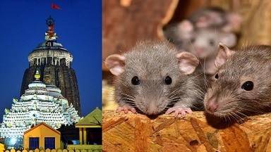 जगन्नाथ मंदिर पर चूहों ने मचाया कहर, मंदिर के अधिकारियों की नींद हुई &#039;हराम&#039;