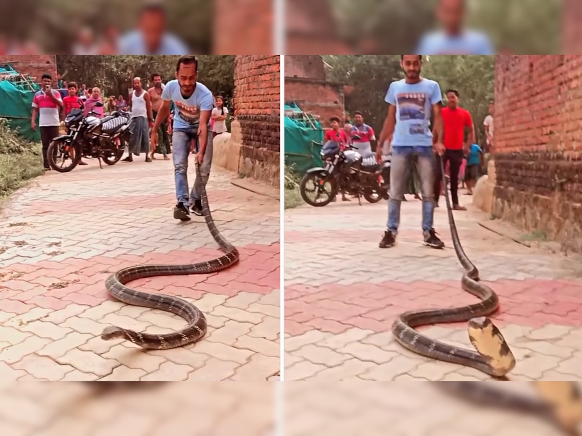 King Cobra Video: किंग कोबरा को पकड़कर खिलवाड़ करने लगा ये शख्स, पलटकर किया ऐसा हमला; होश आ गए ठिकाने