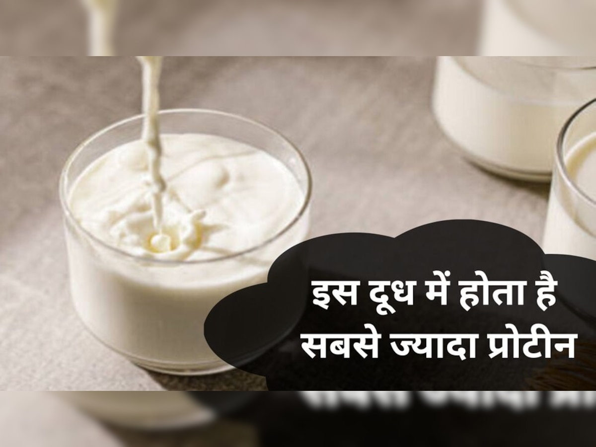   High protein milk: गाय और भैंस नहीं, इसके दूध में मिलता है सबसे ज्‍यादा प्रोटीन; जान लीजिए फायदे