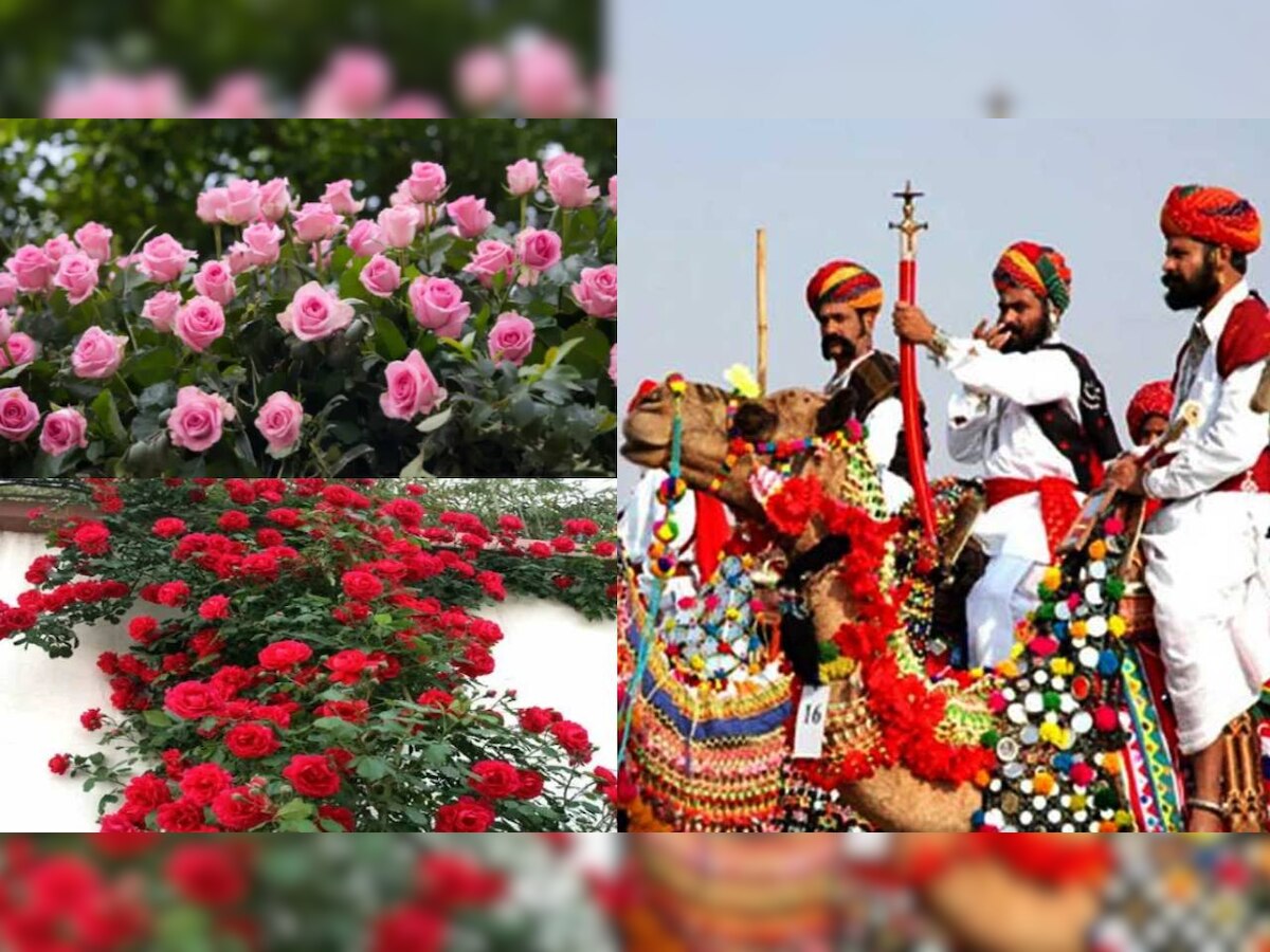 Knowledge: राजस्थान जैसे गर्म प्रदेश का एक शहर गुलाब की खेती के लिए है दुनिया में मशहूर, और भी हैं कई खासियत