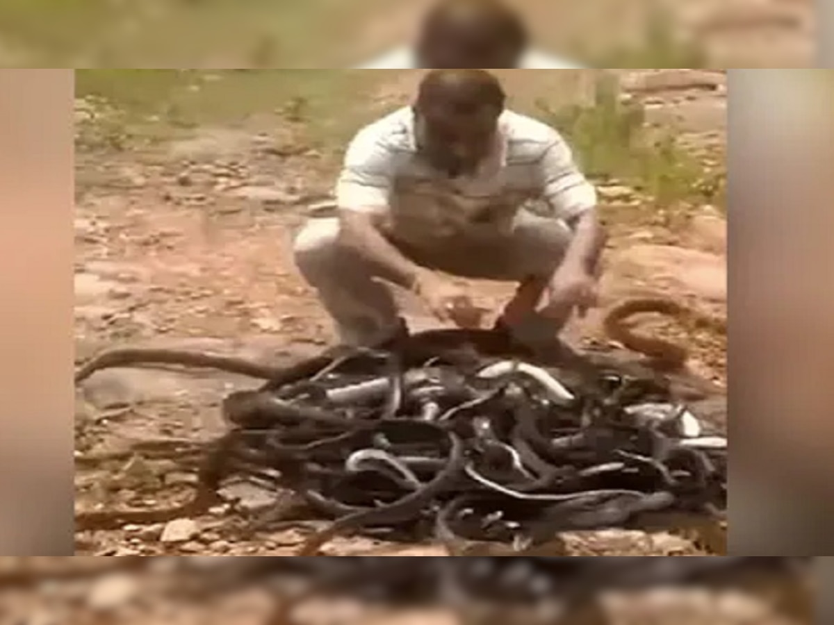 Snake Video: बोरी खोलते ही निकले सैकड़ों खतरनाक सांप, शख्स ने कुछ ऐसा किया कि डर गए लोग!
