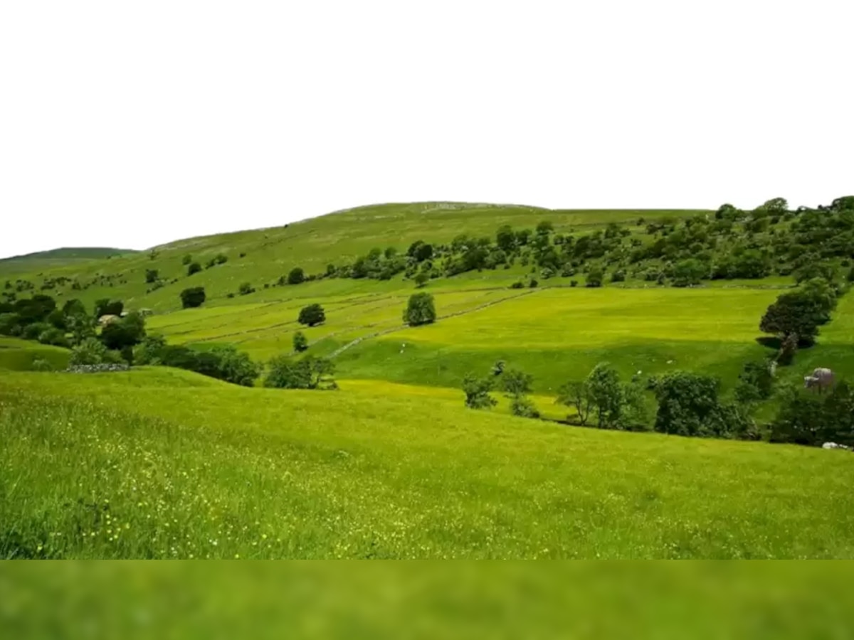 Optical illusion: हरे-भरे मैदान में छिपी हुई है एक भैंस, नहीं ढूंढ पाए 95% लोग; क्या आपने देखा?