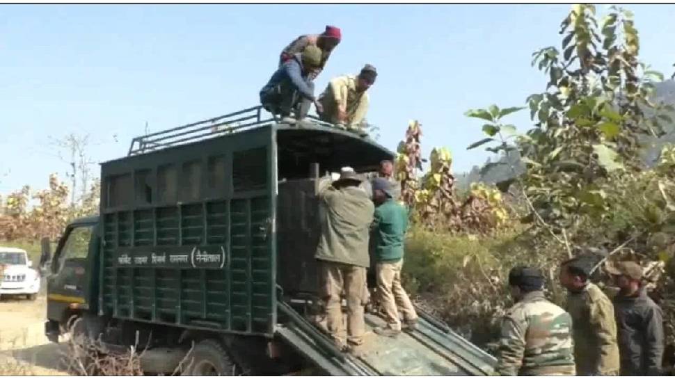 Tigress Video : आतंक का पर्याय बनी आदमखोर बाघिन जाल में फंसी, 4 बेकसूरों की जान लेने के बाद दबोची गई