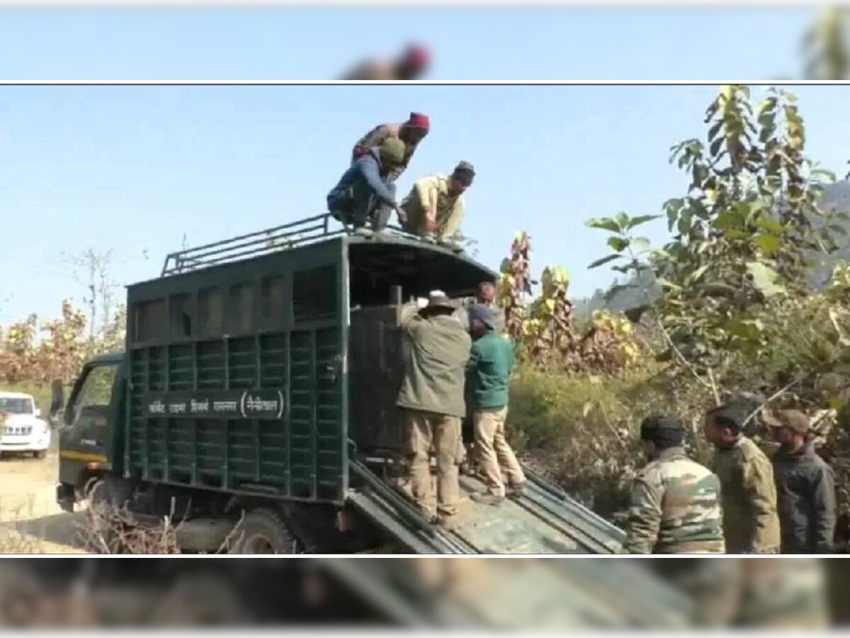 Tigress Video : आतंक का पर्याय बनी आदमखोर बाघिन जाल में फंसी, 4 बेकसूरों की जान लेने के बाद दबोची गई