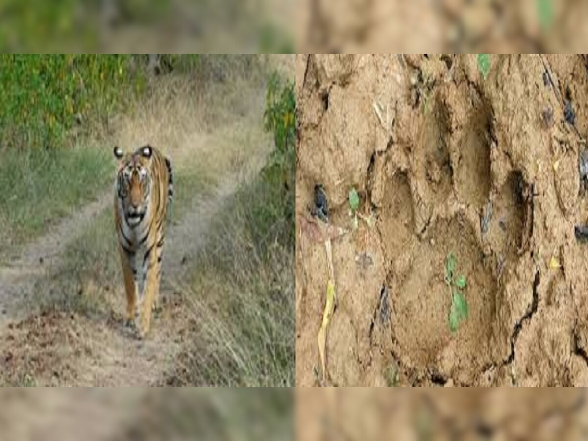सीतामढ़ी में 14 दिन से बाघ को ढूंढ रही वन विभाग की टीम, जनाब बदल रहे ठिकाना