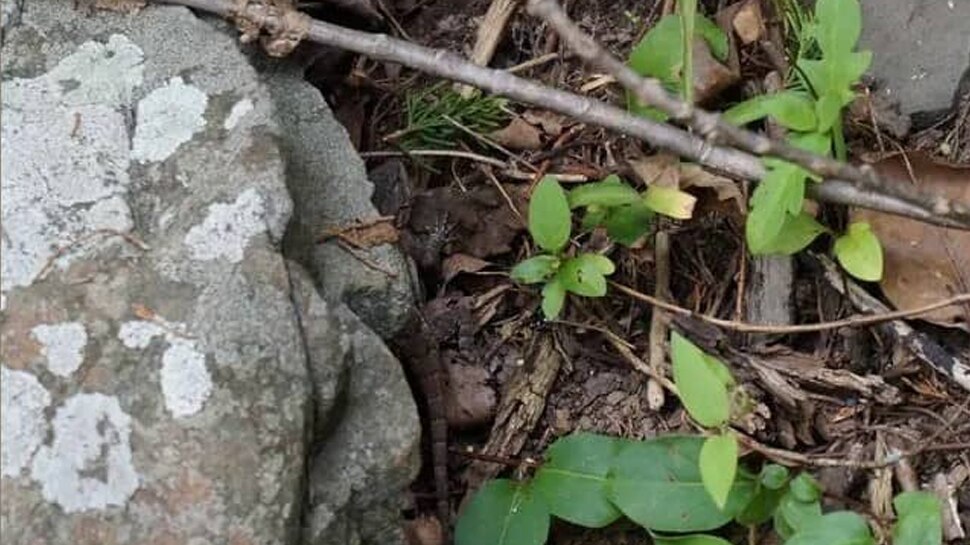 Optical Illusion hidden lizard in the corner of house challenge to