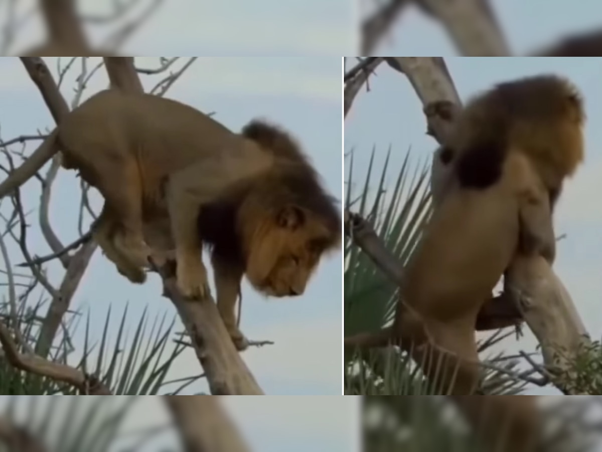 पेड़ पर चढ़ने के बाद उतरना ही भूल गया शेर, बुरी तरह फिसलकर गिरा; Video ने उड़ाए होश