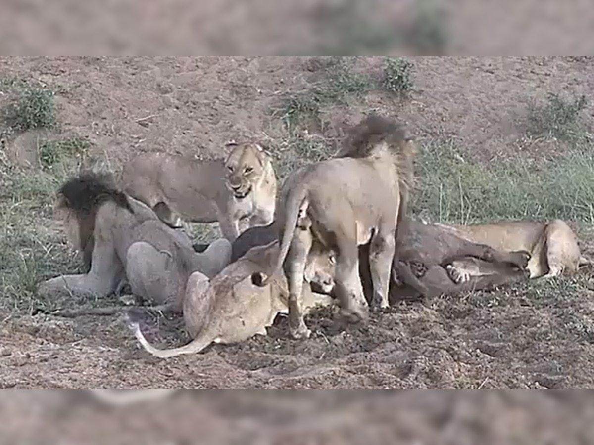 Sher Ka Video: एक भैंस को 5 शेरों ने दबोचा, लेकिन फिर भी बच गई उसकी जान; 30 सेकेंड में हुआ ऐसा खेल