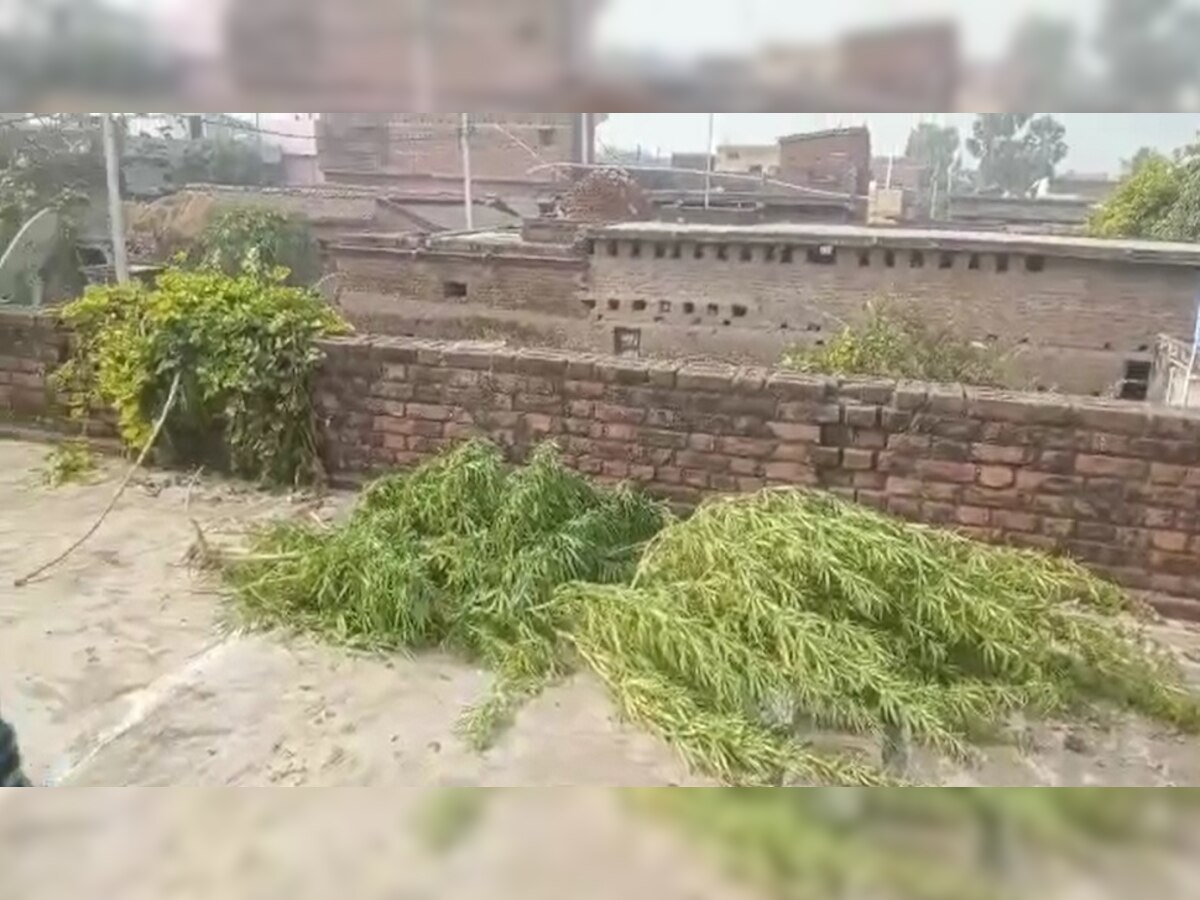 नवादाः घर में की जा रही थी गांजे की खेती, पुलिस छापेमारी में भारी मात्रा में पौधे बरामद