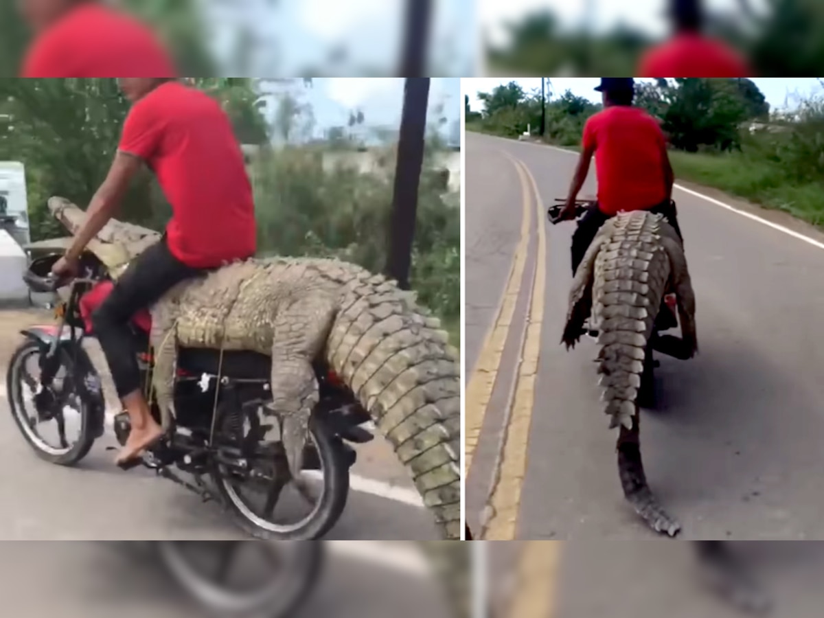 Crocodile Viral Video