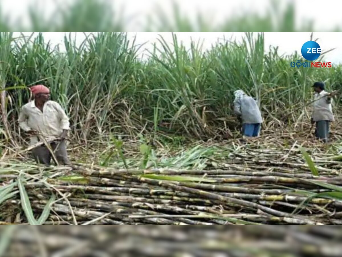 Sugarcane Farming: ହଜିବାକୁ ବସିଲାଣି ପରିଚୟ, ଲୋପ ପାଇଯିବ କି ଆଖୁ ଚାଷ? ଚିନ୍ତାରେ ଚାଷୀ