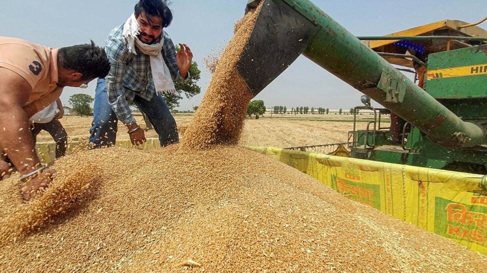 MP MSP wheat selling how to do the registration process and Which documents will be required apmp |MP News: MSP पर गेहूं बेचने का रजिस्ट्रेशन 1 फरवरी से शुरू, जानिए पंजीकरण प्रक्रिया