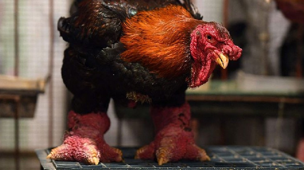 Dragon Chicken : 1.5 लाख में बिकता है ये मुर्गा, इंसानों जैसी होती हैं चौड़ी भारीभरकम टांगें