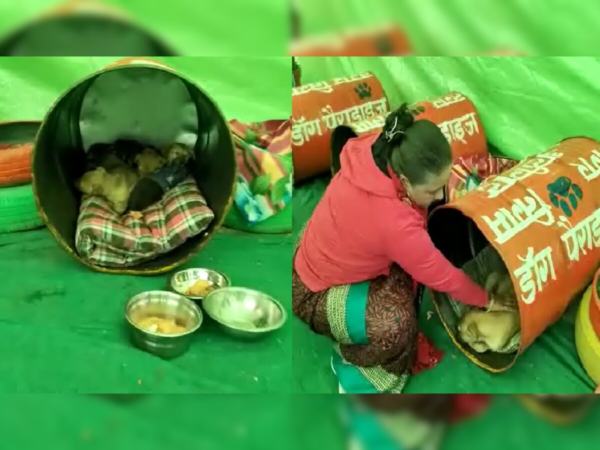 Aligarh News: अलीगढ़ नगर निगम की अनूठी पहल, ठंड से बचने के लिए आवारा कुत्ते भी ले सकेंगे रैन बसेरा में शरण