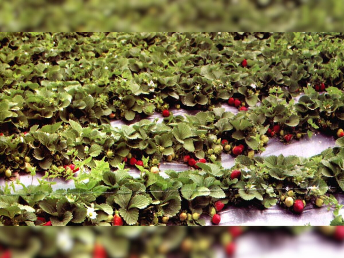 Strawberry Farming: ପାହାଡିଆ ଅଞ୍ଚଳରେ ଫଳୁଛି ବିଦେଶୀ ଫଳ, ଆଦିବାସୀଙ୍କୁ ଦେଖାଉଛି ରୋଜଗାରର ବାଟ