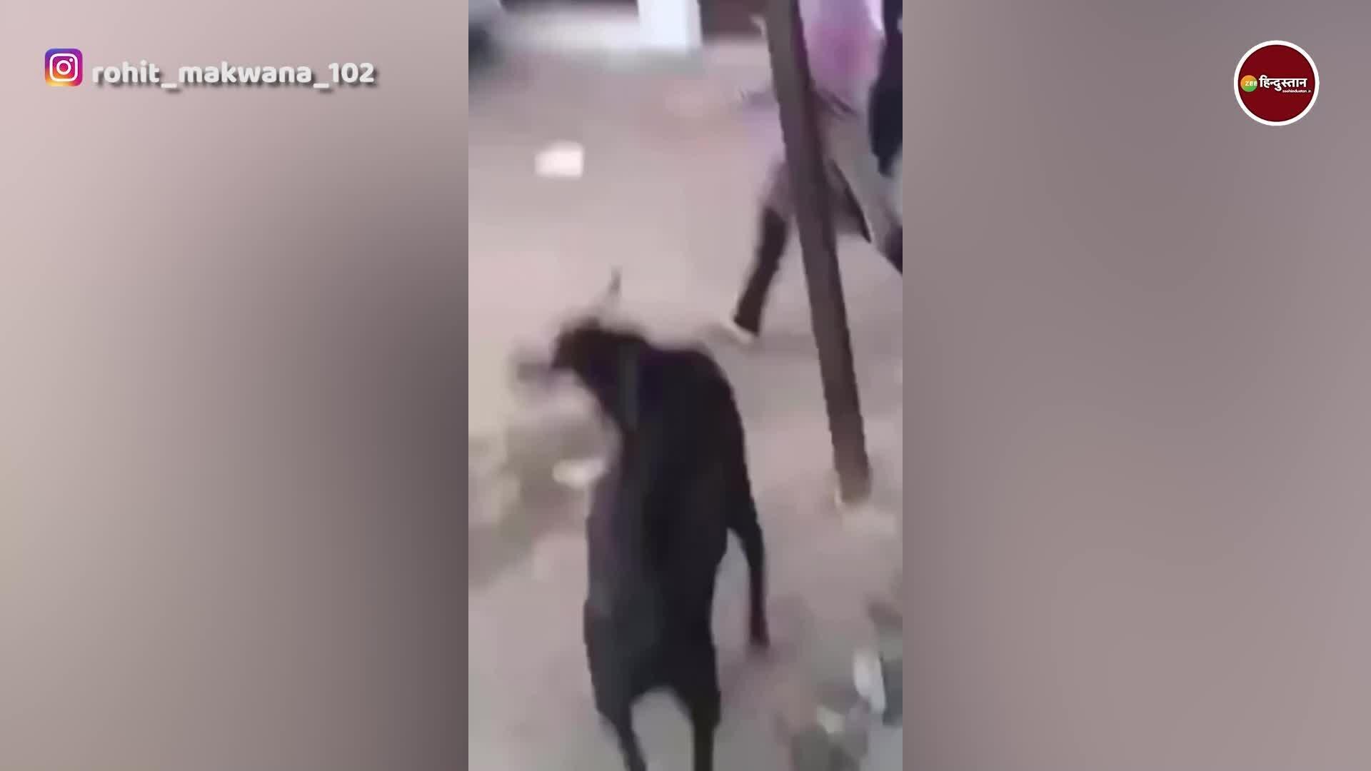 goat seen attacking a girl in a funny style from behind watch shocking
