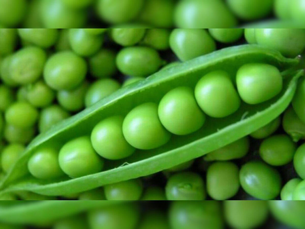 Peas Side Effects: ଏହିସବୁ ରୋଗ ଥିଲେ ଖାଆନ୍ତୁ ନାହିଁ ଗ୍ରୀନ ମଟର, Food Poison ହେବାର ସମ୍ଭାବନା