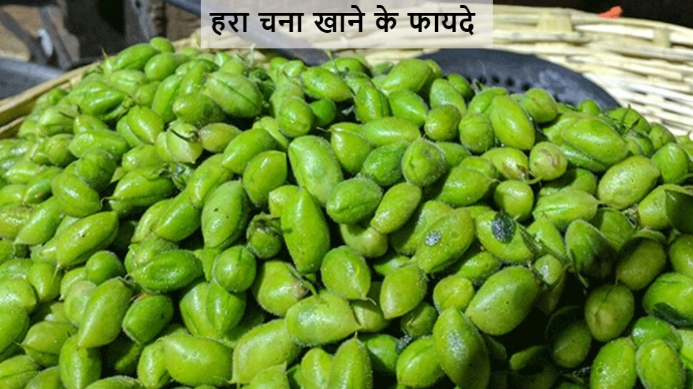 Green Chickpeas health benefits in winter hara chana khane ke fayde