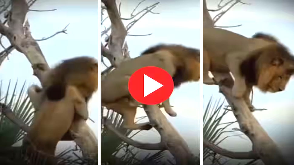 Video: पेड़ पर चढ़ गए शेर को उतरने में पड़ गए लाले, बच्चों की तरह फिसलता हुआ भद्द से गिरा