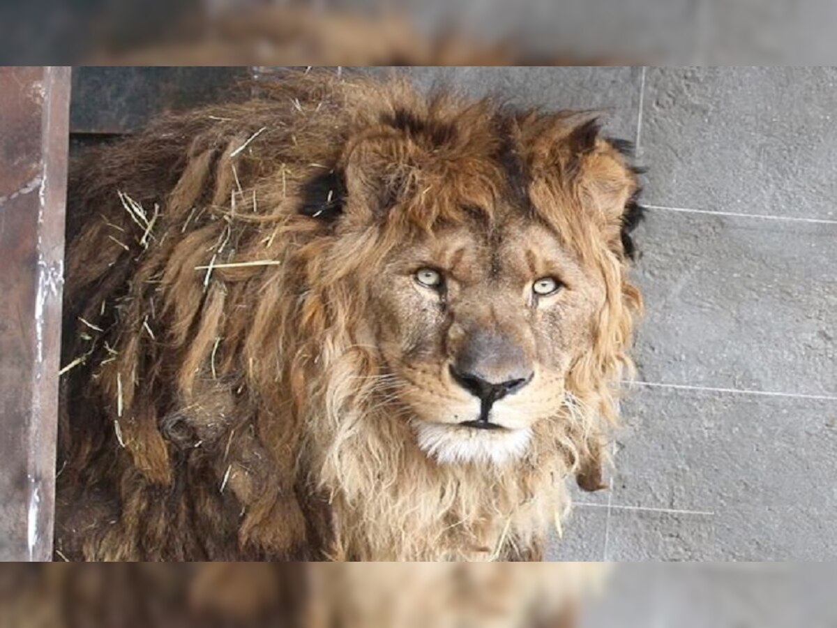Lion Roar: दुनिया का इकलौता शेर जो अपनी दहाड़ भूल गया, 'जंगल के राजा' के साथ कैसे हुआ ये हादसा