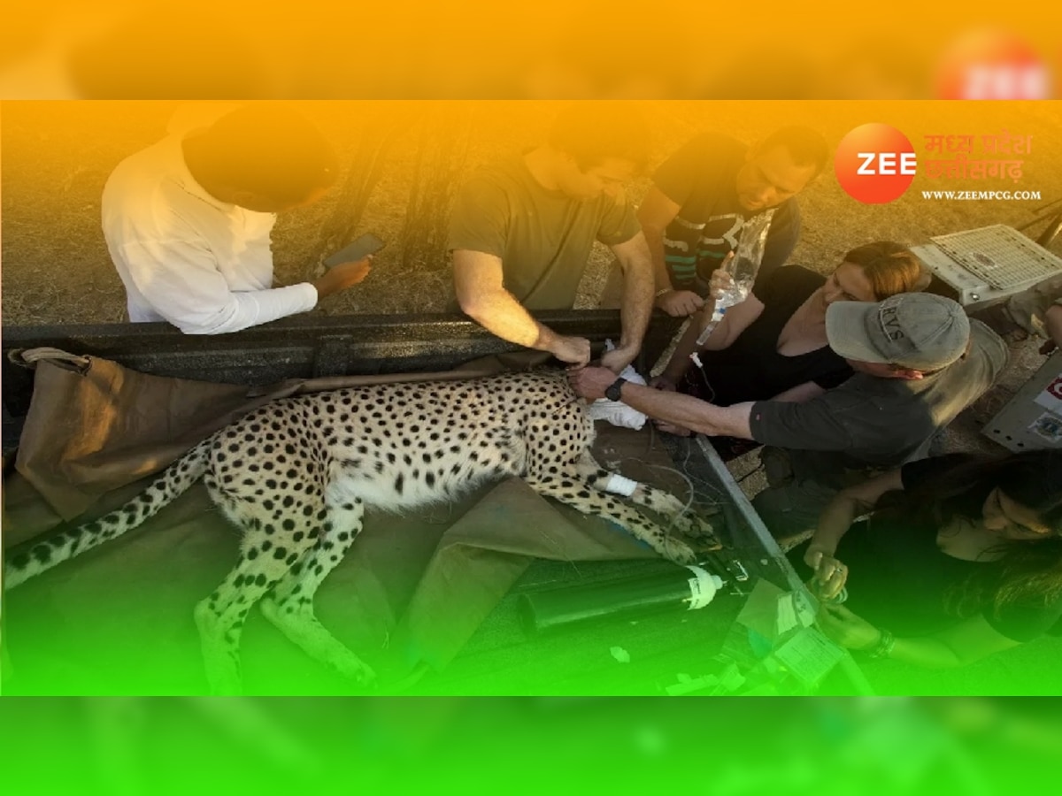 Kuno Cheetah Health Update: कूनो में मादा चीता शाशा की तबीयत बिगड़ी, डॉक्टरों ने बताई ये गंभीर समस्या