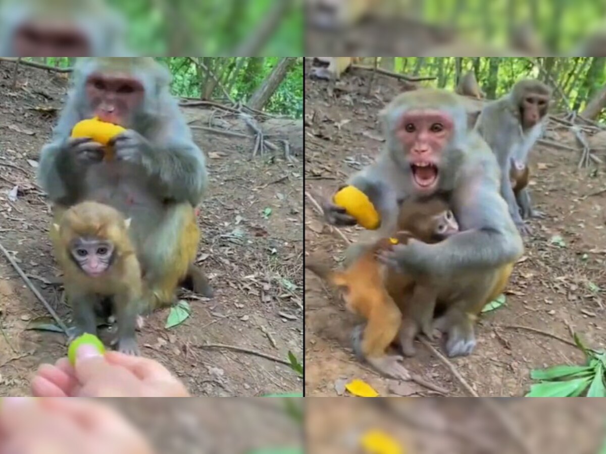 Video: बच्चे के लिए अनजान शख्स पर चीख पड़ी बंदरिया, लोग बोले- मां...मां ही होती है