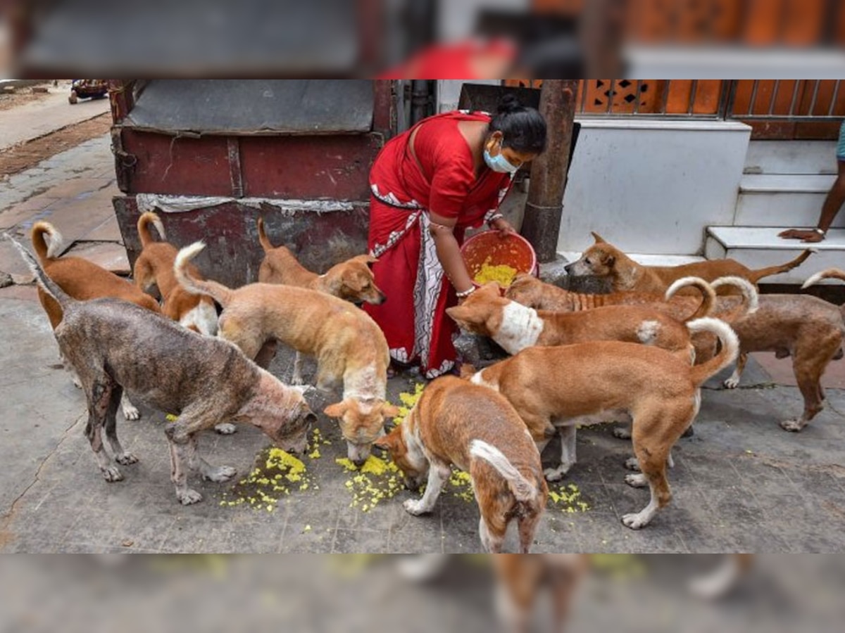 Dog Care: स्ट्रीट डॉग या घर के कुत्तों को कभी न खिलाएं ये चीजें, पड़ सकते हैं लेने के देने