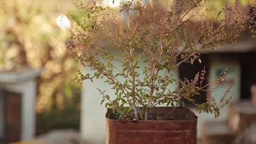 तुलसी घर में लगा लीजिए, जीवन सुखमय हो जाएगा- कैसे करनी है देखभाल यहां समझिए तुलसी घर में लगा लीजिए, जीवन सुखमय हो जाएगा- कैसे करनी है देखभाल यहां समझिए