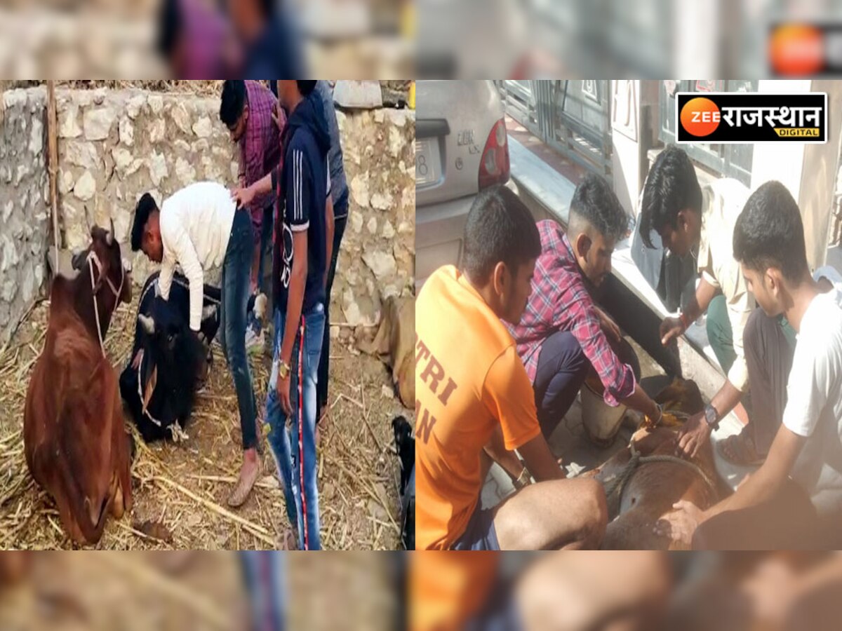 भीलवाड़ा: बेजुबान जानवरों की सेवा में समर्पित दो विद्यार्थियों ने पेश की मिसाल, वीडियो वायरल 