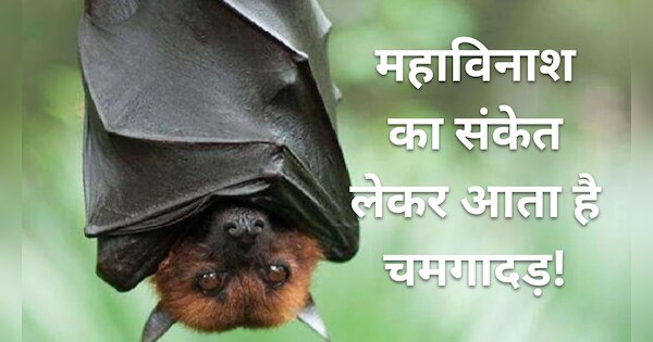 bats-coming-in-house-good-or-bad-effect-on-relationship-and-money