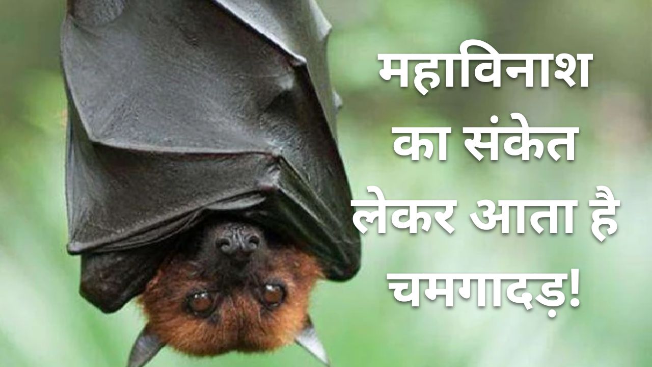 Bats Coming In House Good Or Bad Effect On Relationship And Money bats-coming-in-house-good-or-bad-effect-on-relationship-and-money