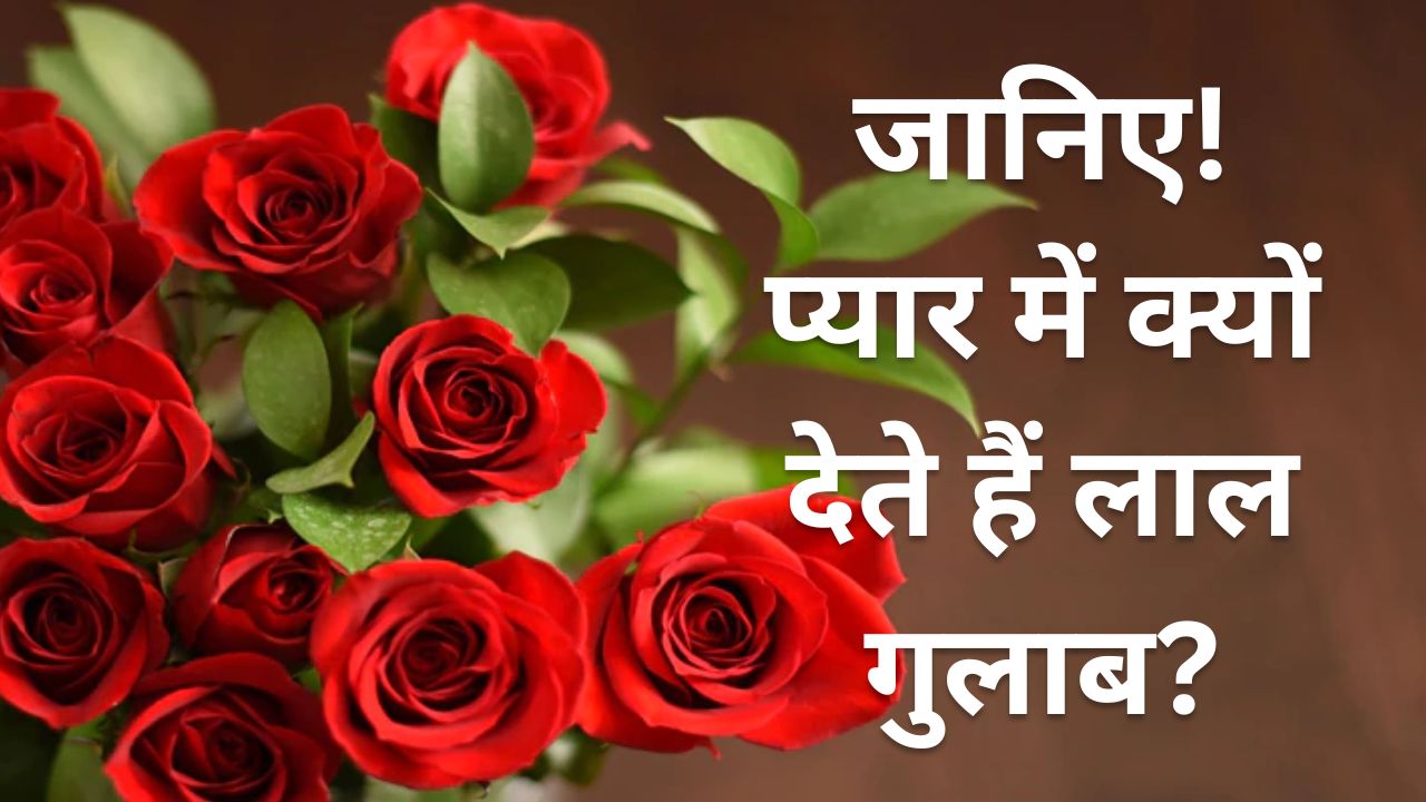 Red Rose Meaning: प्यार का इजहार करते हुए क्यों देते हैं लाल गुलाब, जानिए क्या है इसका मतलब?
