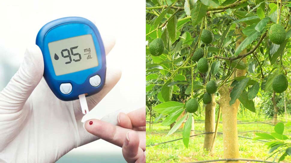 Diabetes: High Blood Sugar पर लगाम लगाएगा ये हरा फल, हड्डियां भी होंगी मजबूत