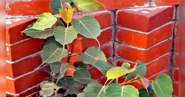 Vastu Shastra Peepal Tree: बहुत अशुभ होता है घर में पीपल का पेड़ उगना ...