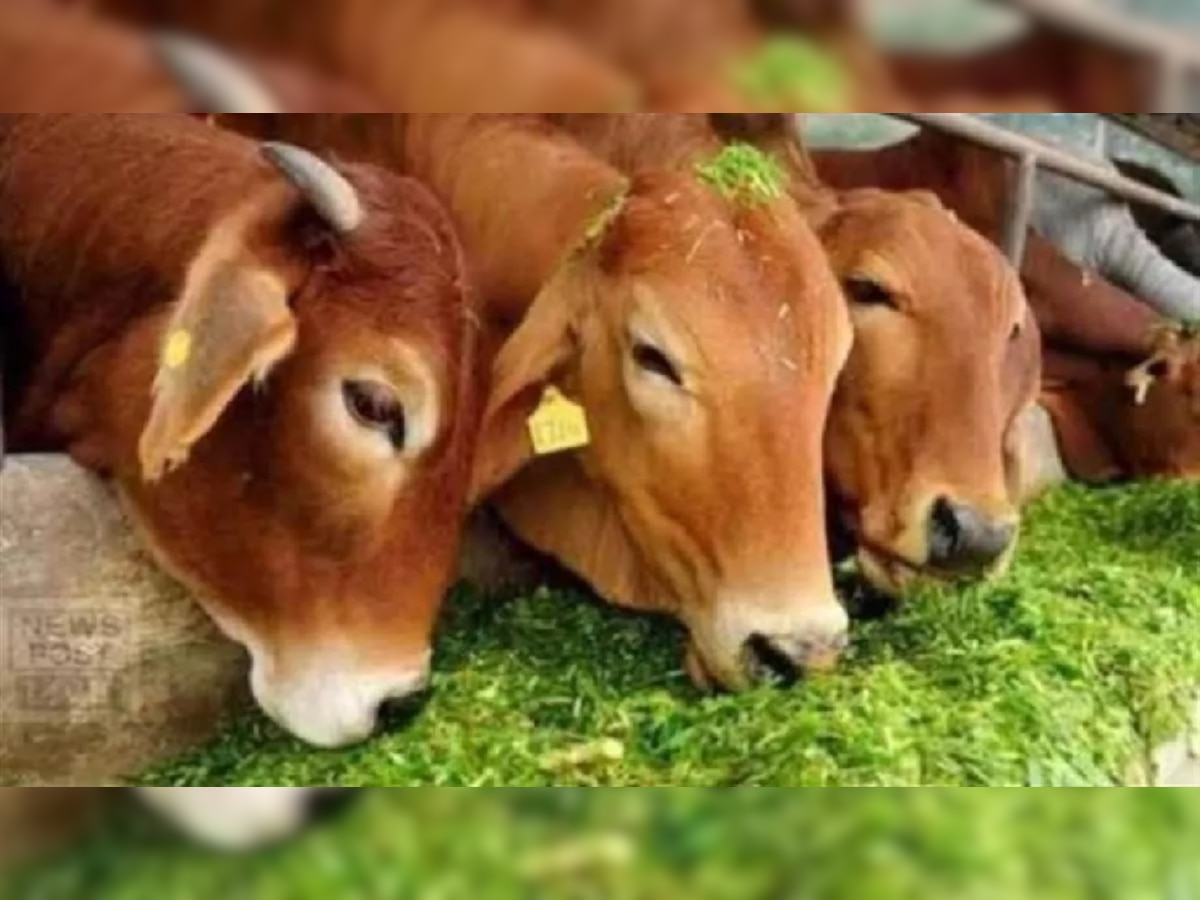 UP से लाए गए चारे को खाकर करनाल में 48 गायों ने तोड़ा दम