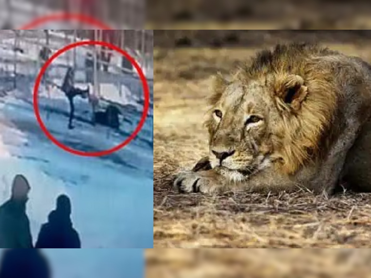 Shocking: चिड़ियाघर में घूमते-घूमते अचानक शेर के पिंजड़े में कूद गई महिला, फिर देखिए क्या हुआ