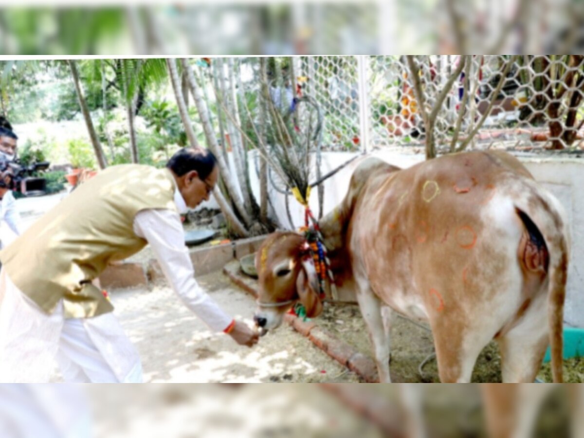 MP News: अगर आप भी घर में रखते हैं गाय, तो शिवराज सरकार से मिल सकते हैं 2 लाख रुपये, जानिए कैसे