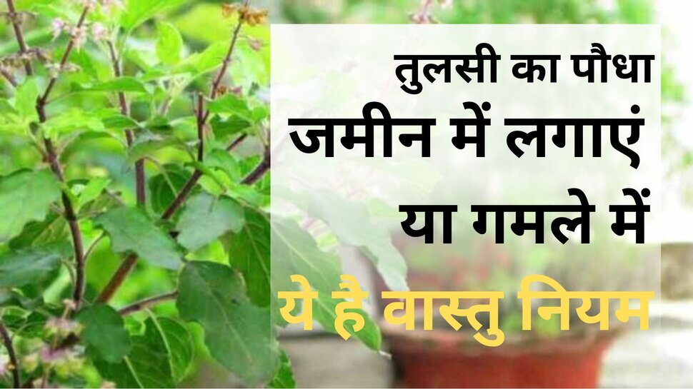 tulsi plant at home in hindi vastu tips basil plant Pots Or Ground