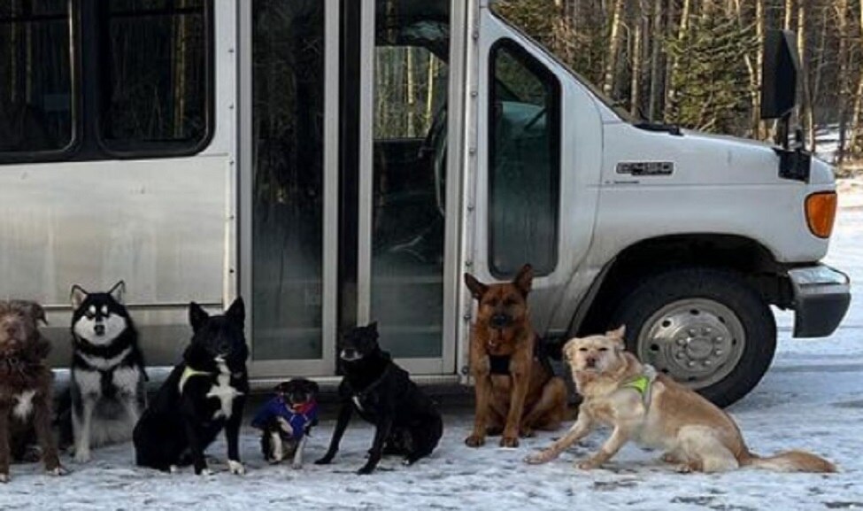 what is dog bus takes puppies on adventures in alaska america video goes viral क्या है 'डॉग बस