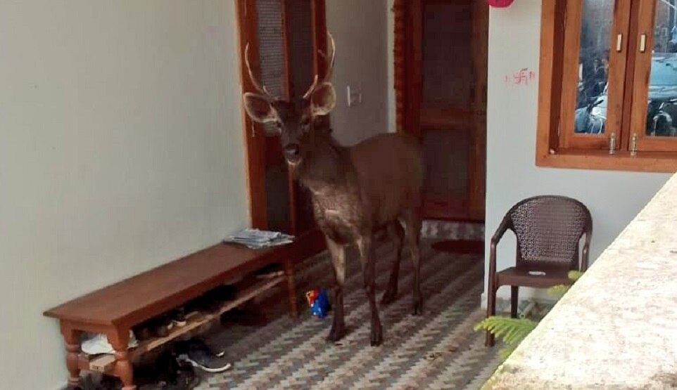 Deer: घर के रूम में घुस गया जंगली हिरण, पकड़ने में वन विभाग की टीम के पसीने छूट गए