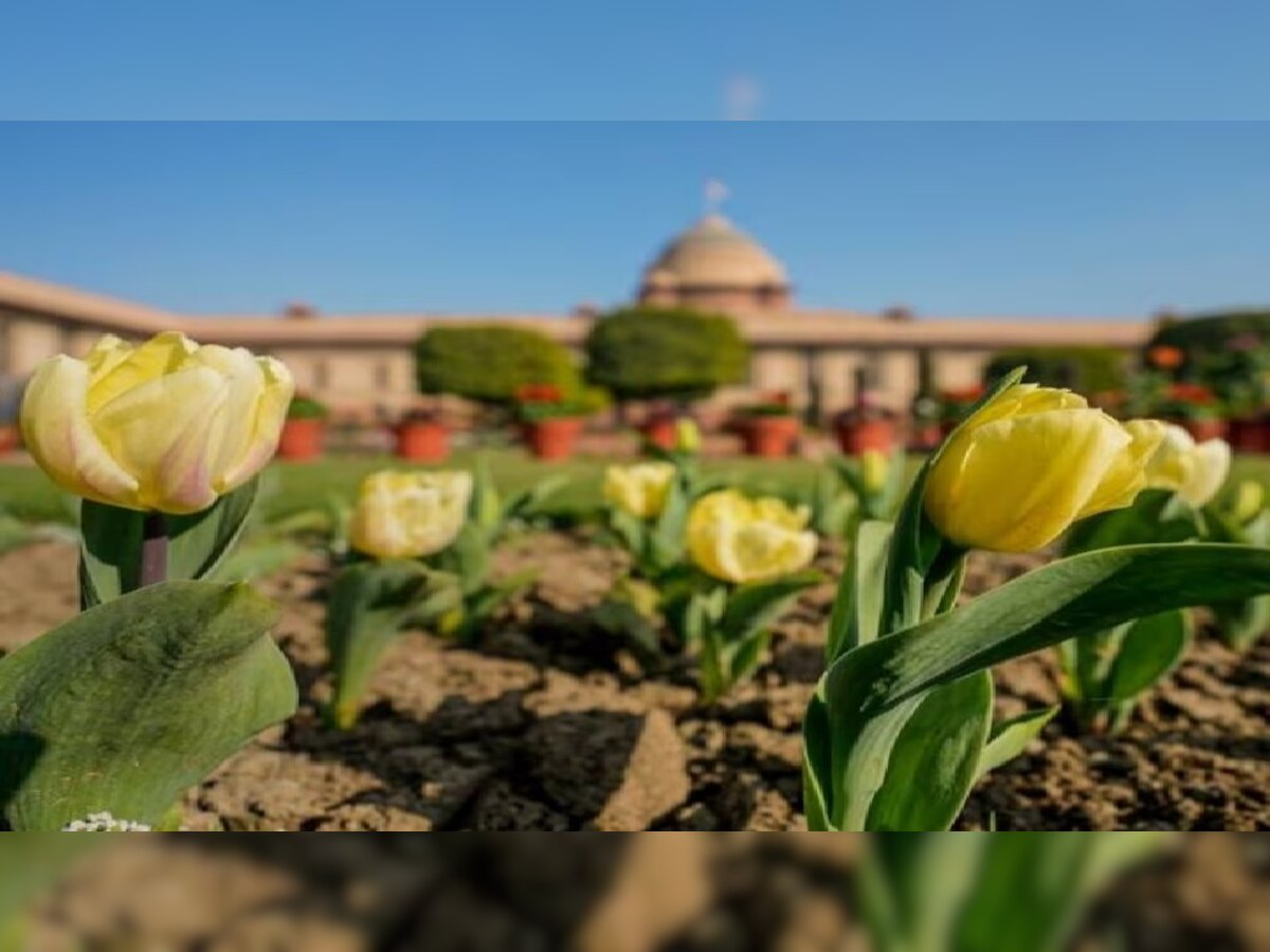 Mughal Garden: अब इस नाम से जाना जाएगा मुगल गार्डन, जानें आम लोगों के लिए कब खुलेगा उद्यान, कैसे होगा रजिस्ट्रेशन 