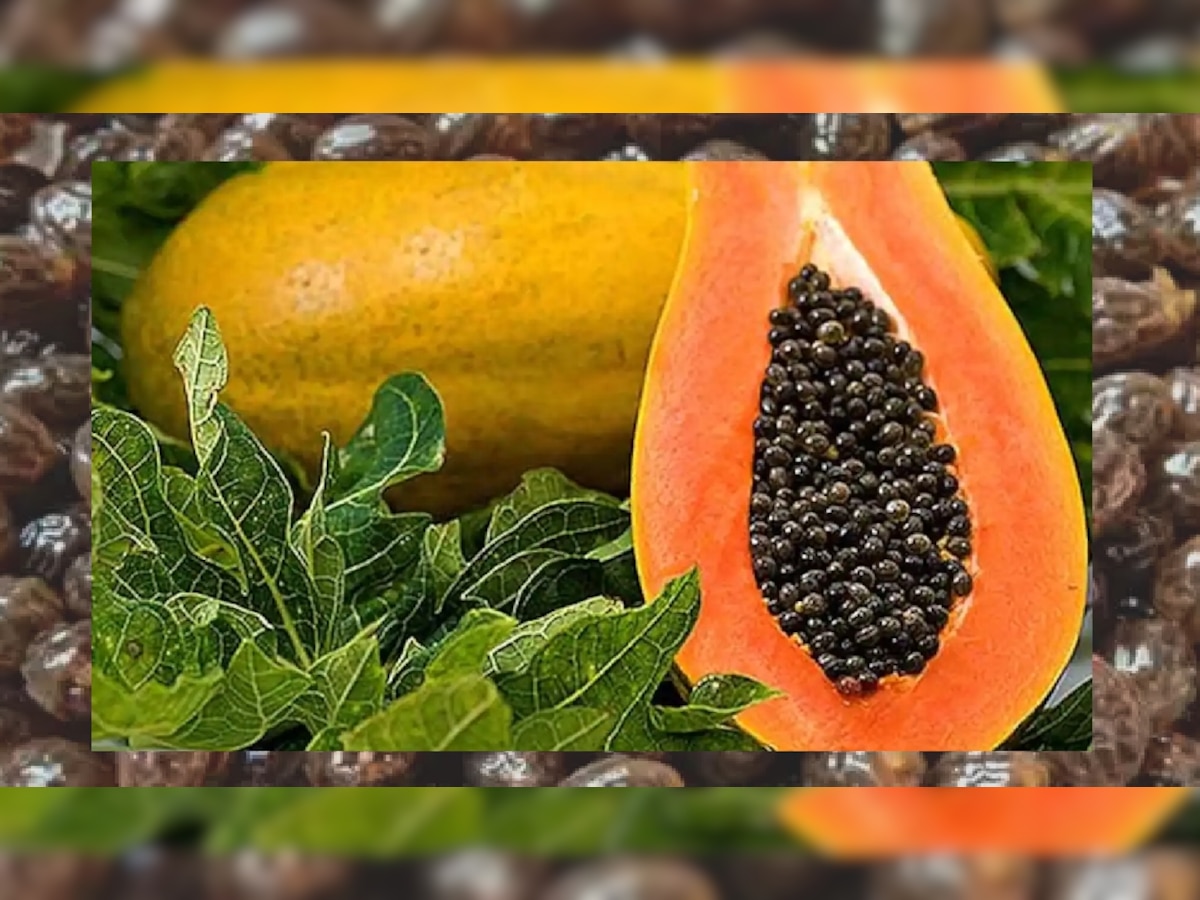 papaya seeds benefits for health papite ke beej ke fayde diet tips for ...