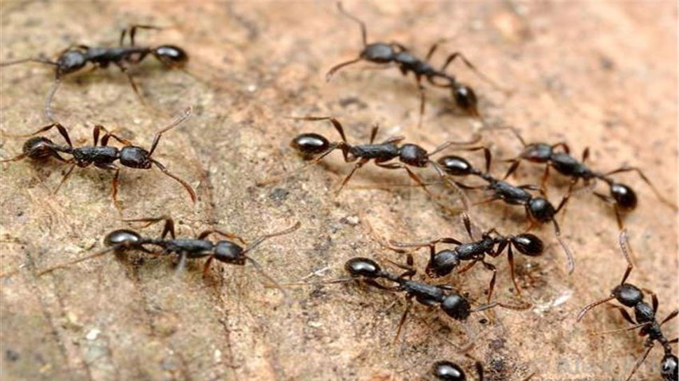 Cancer Tracking: चींटियां लगाएंगी कैंसर का पता, हैरान कर देंगे लेटेस्ट स्टडी के ये नतीजे