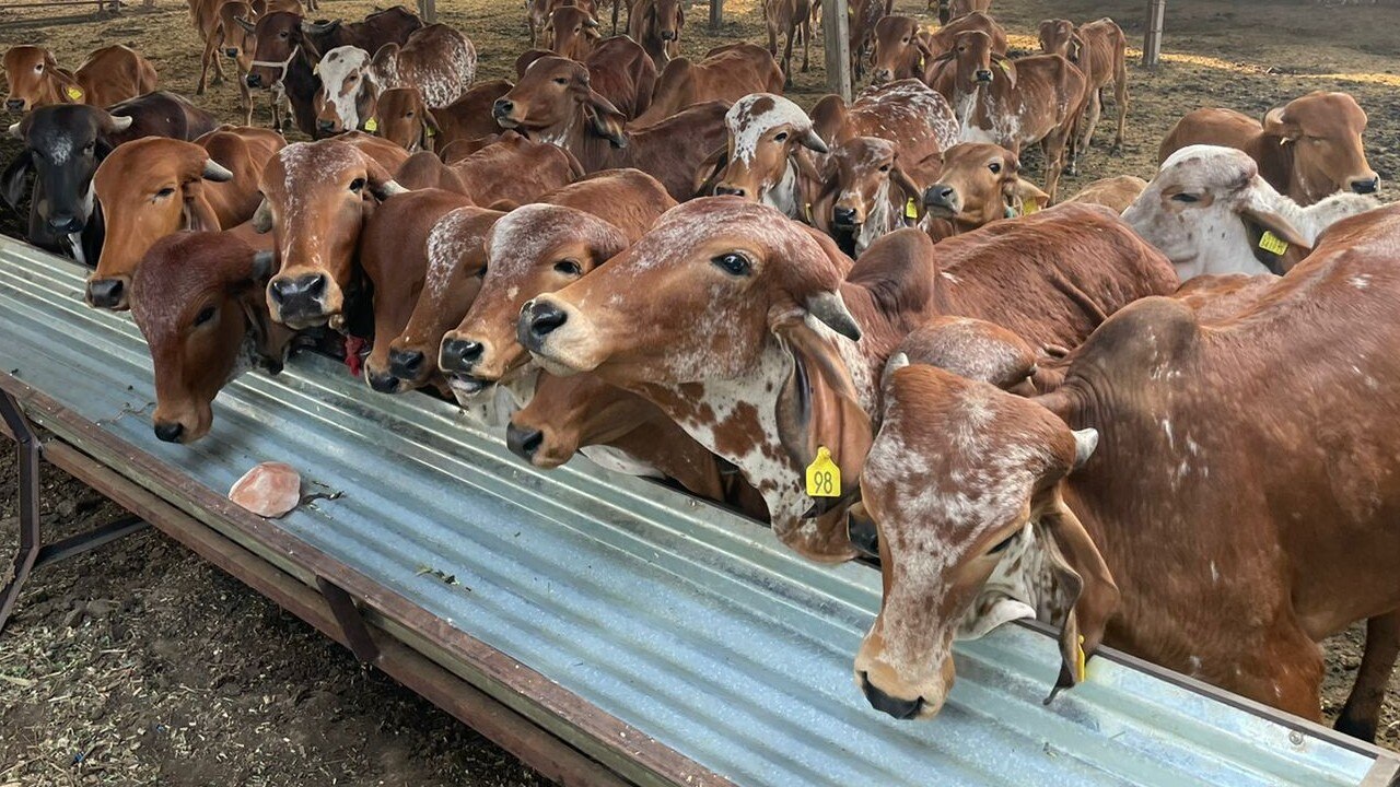 Yojana: जानें कहां मिल रहे हैं गाय पालने पर 2 लाख रुपये, कैसे ले सकते हैं इस सरकारी योजना का लाभ
