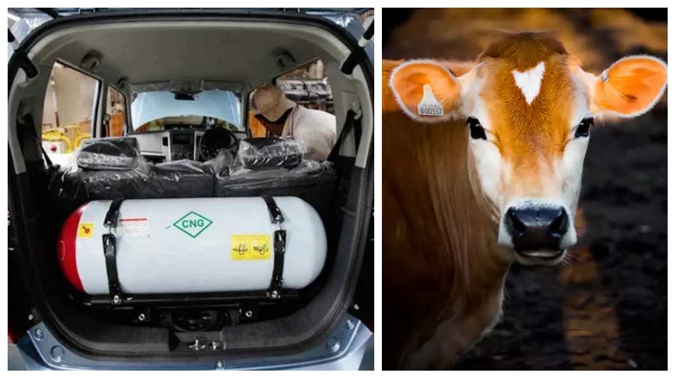 Petrol-Diesel भूल जाओ, अब गाय के गोबर से चलेंगी कारें! Maruti ने कर ली पूरी प्लानिंग