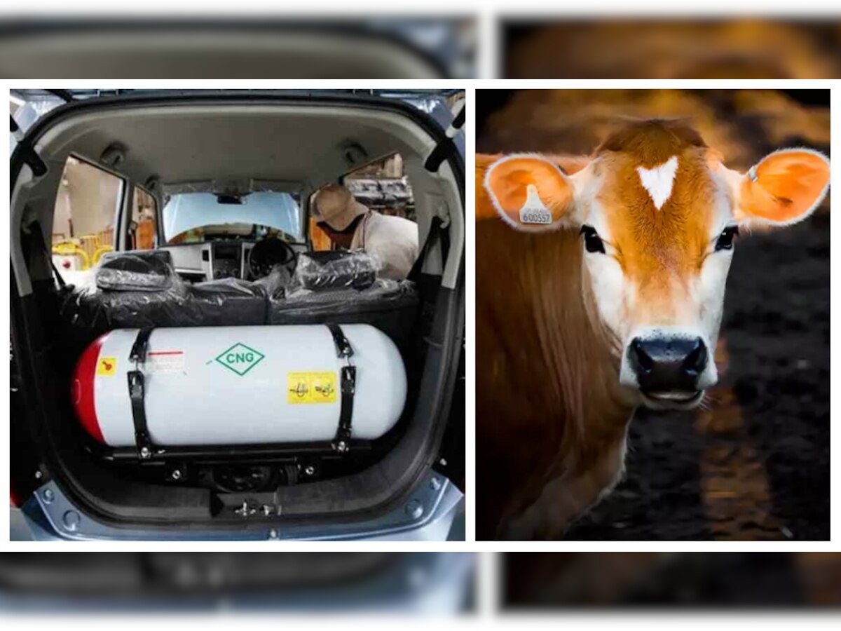 Petrol-Diesel भूल जाओ, अब गाय के गोबर से चलेंगी कारें! Maruti ने कर ली पूरी प्लानिंग